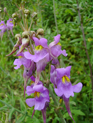 linaria amateur flower