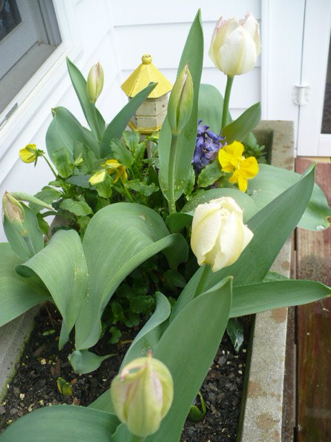 [triplebulbsapril.JPG]