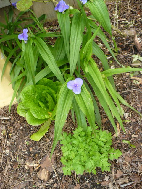 [lettucecilantro.JPG]