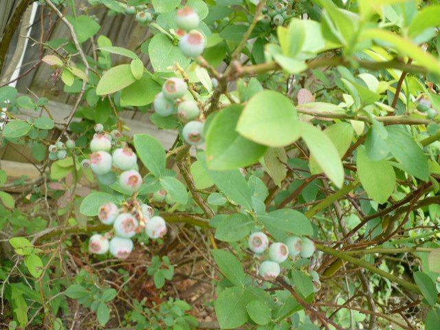 [blueberries.JPG]