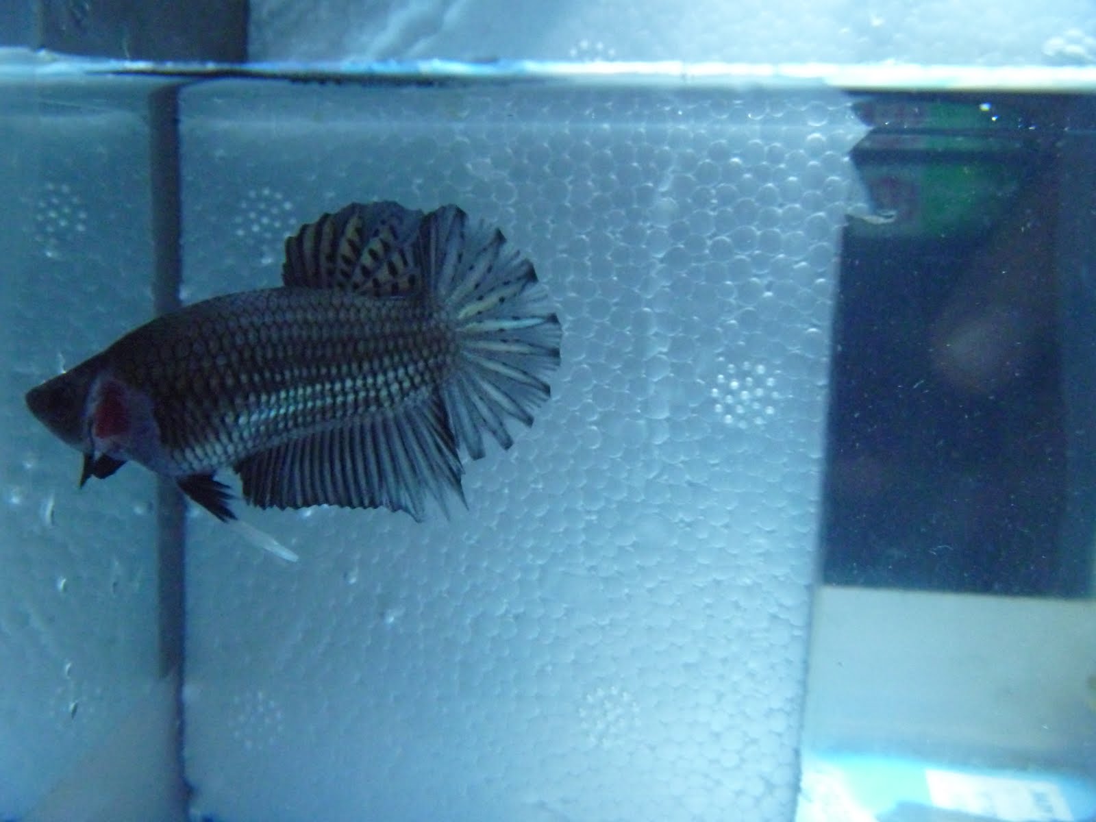 piekybettahouse betta hmpk black copper D rm 35