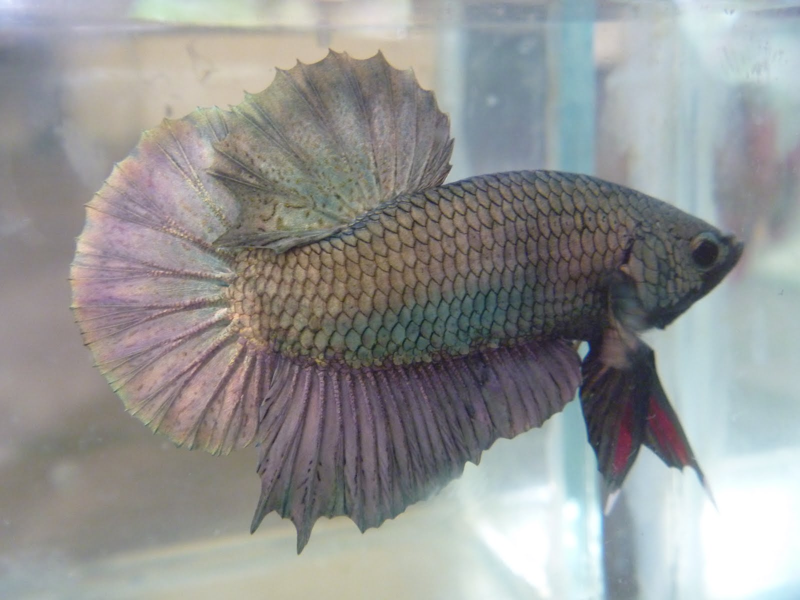 piekybettahouse betta hmpk copper dragon fullmask rm 35sold out