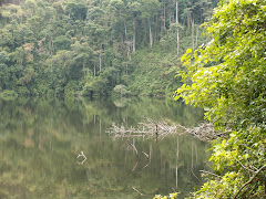 LES VERSANTS SONT COUVERTS DE FORET