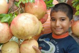 [domuz-gribine-karsi-nar-medium-0.jpg]