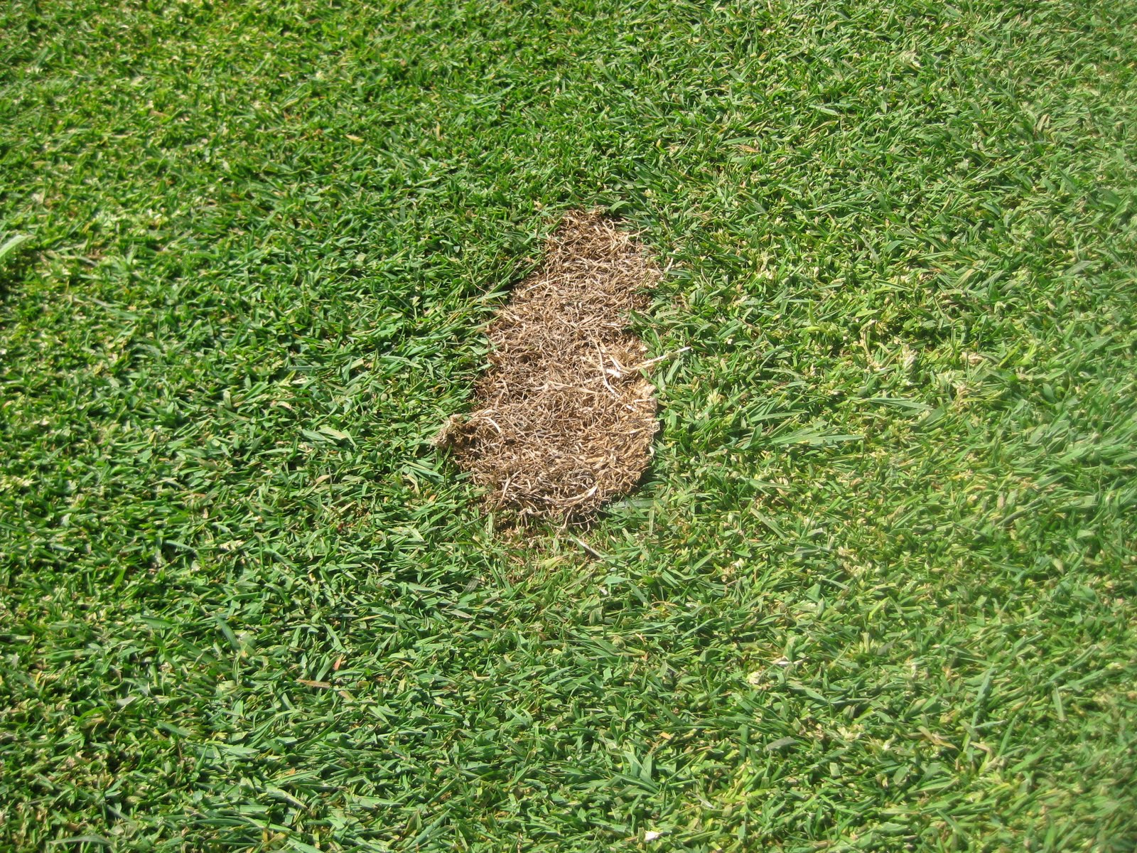 Northmoor Country Club Golf Course Operations Replacing Fairway Divots