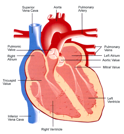 heart diagram without labels. circulatory system diagram