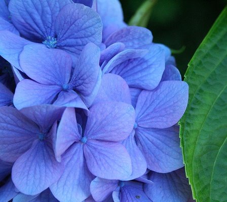 [bluehydrangea.jpg]