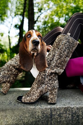 [200911-omag-boot-trendsdogs4.jpg]
