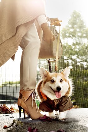 [200911-omag-boot-trendsdogs3.jpg]