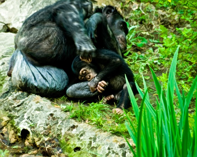 Theraputic Photography Jackson Mississippi Zoo