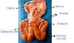 Aparato reproductor de la vaca