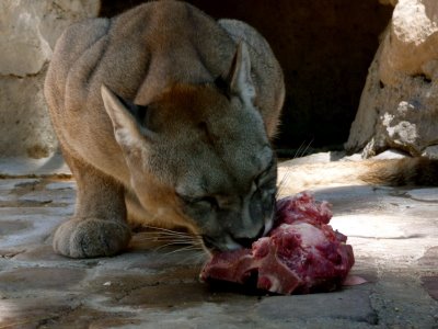 what does a puma eat