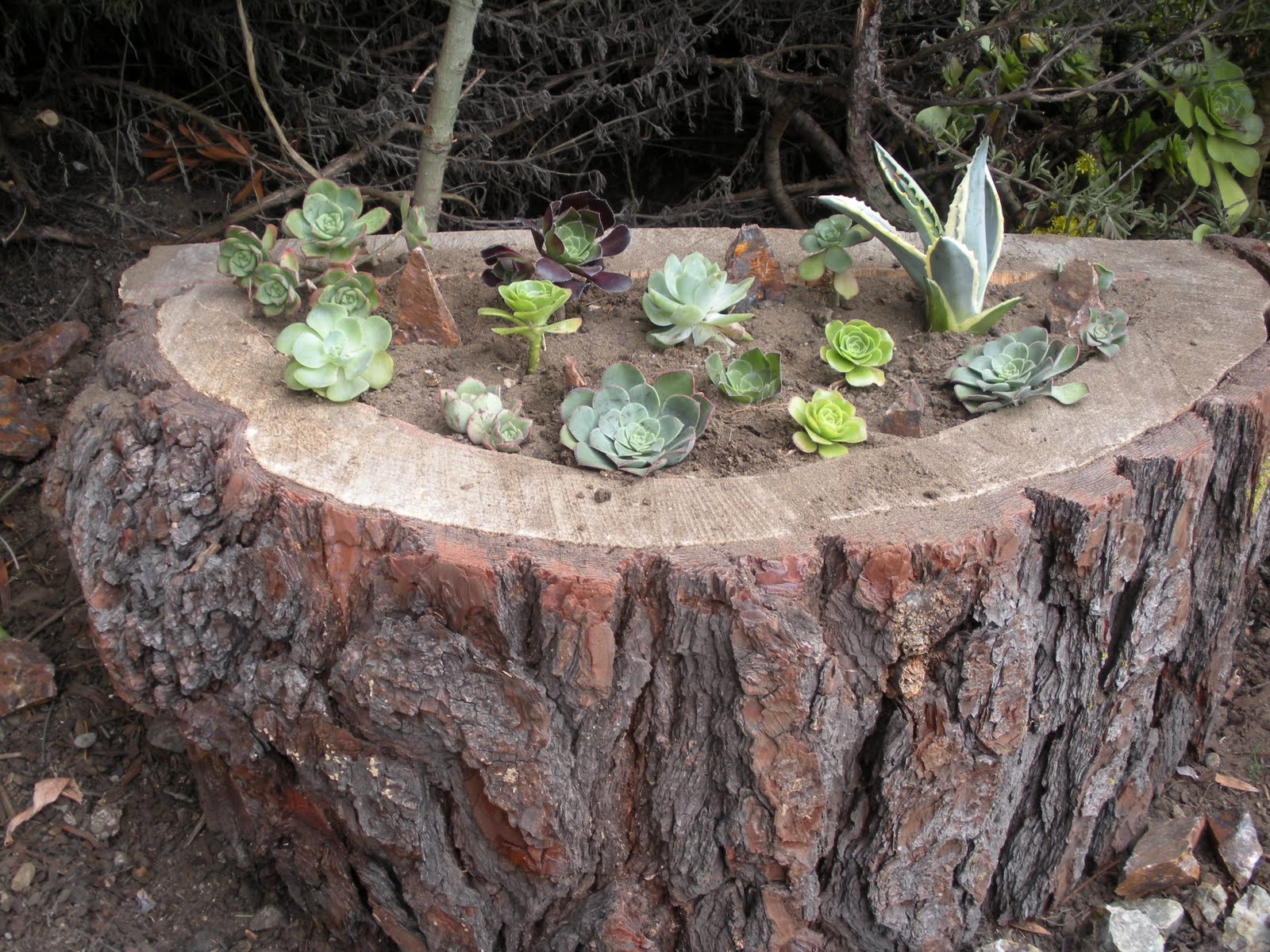 Stuff For Dudes Who Make Stuff (Lady Dudes Too) Stump Planter