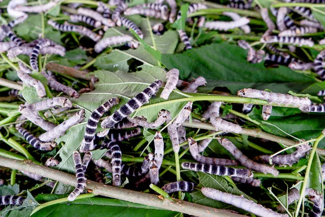 silkworm