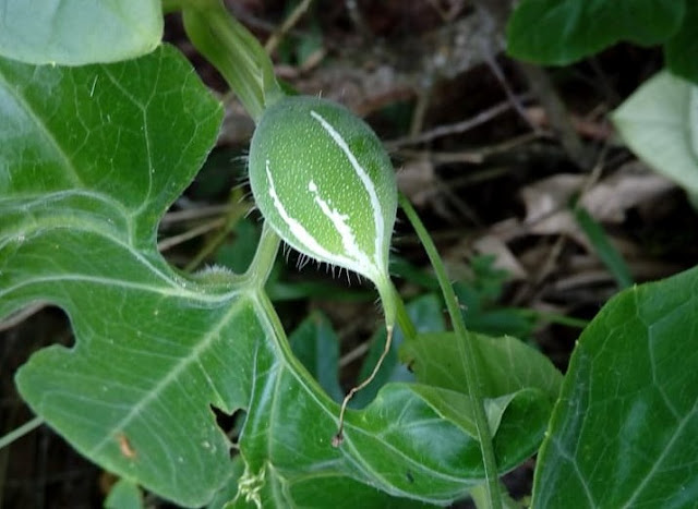 දුම්මෑල්ල [Dummella] (Trichosanthes Cucumerina) - Your Choice Way