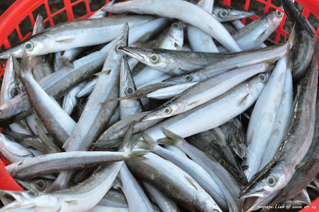 金梭魚