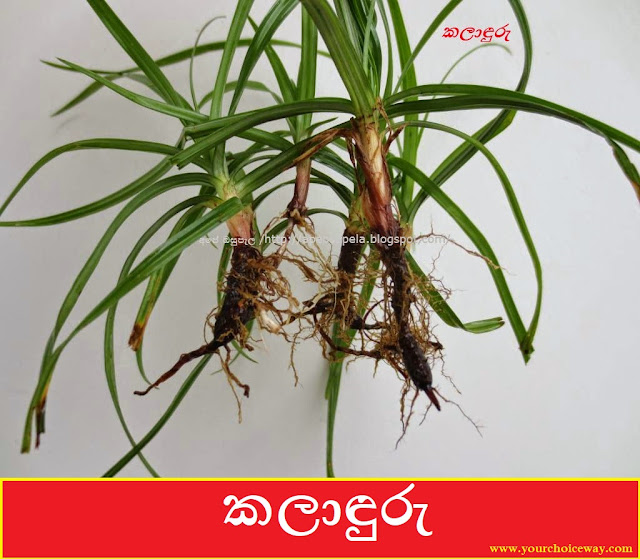 කලාඳුරු [Kladuru] (Cyperus Rotundus) - Your Choice Way