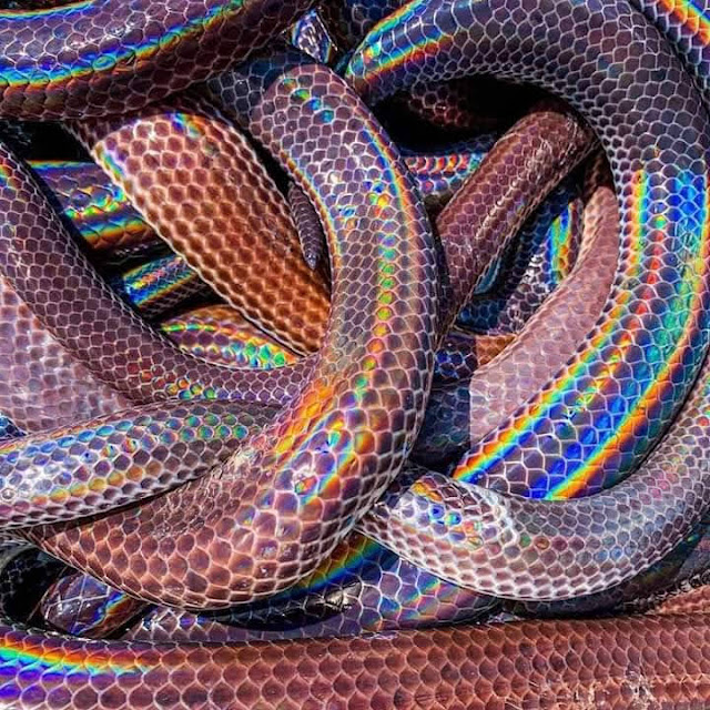 සර්ප ලොවේ රටා මවන අරුම පුදුම හැඩකාරයා 👀🐸🐍🐛🌵🌞 (Snake World) - Your Choice Way