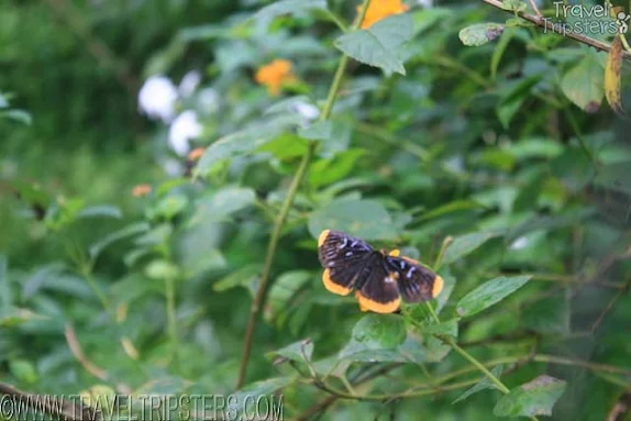 palawan butterfly sanctuary