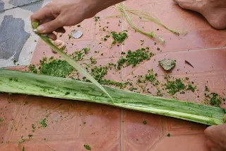 "Obtención de la fibra vegetal del agave4"