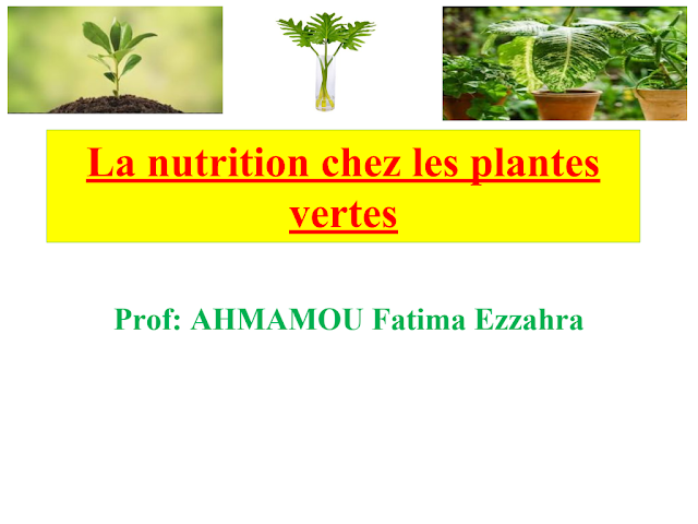 La nutrition chez les plantes vertes 1ac svt ppt