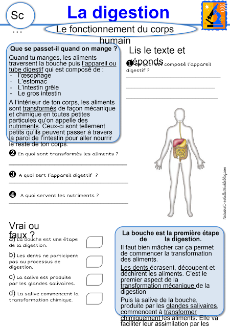 cours la digestion 3ac svt maroc