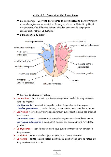 Activité 1: Cœur et activité cardiaque