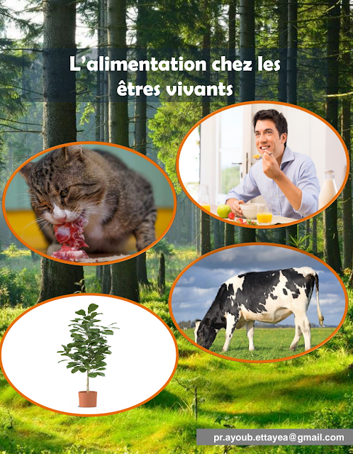 L’alimentation chez les êtres vivants 1ac svt pdf