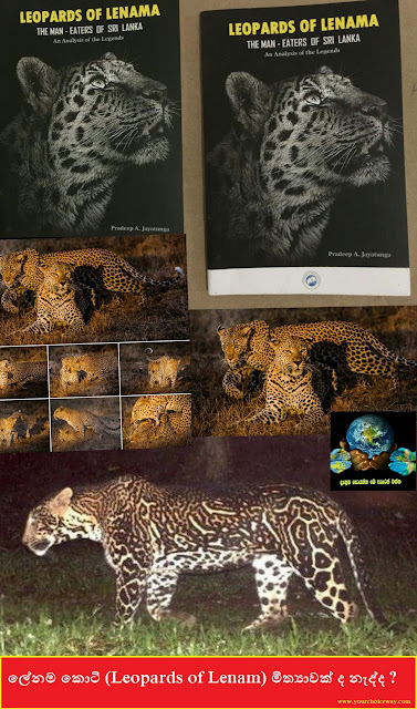 ලේනම කොටි... (Leopards of Lenam) මිත්‍යාවක් ද නැද්ද ?  - Your Choice Way