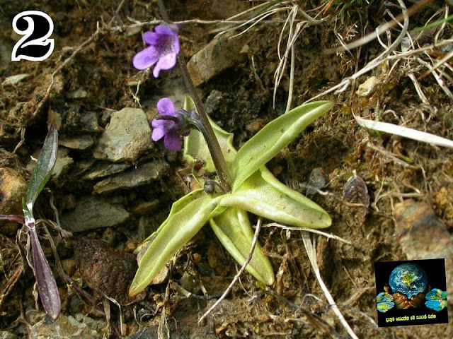 මාංශ භක්ෂක ශාක (Carnivorous Plants) - Your Choice Way