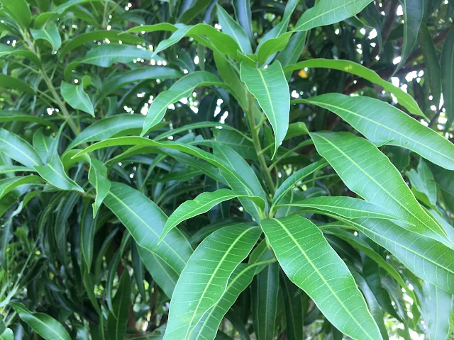 These Leaves Work Wonders Against Diabetes