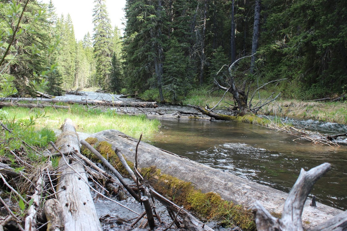 A Hatch And Some Dry Fly Action - Caddis Dry Fly Fishing Action and Technical Casting Tips with a 