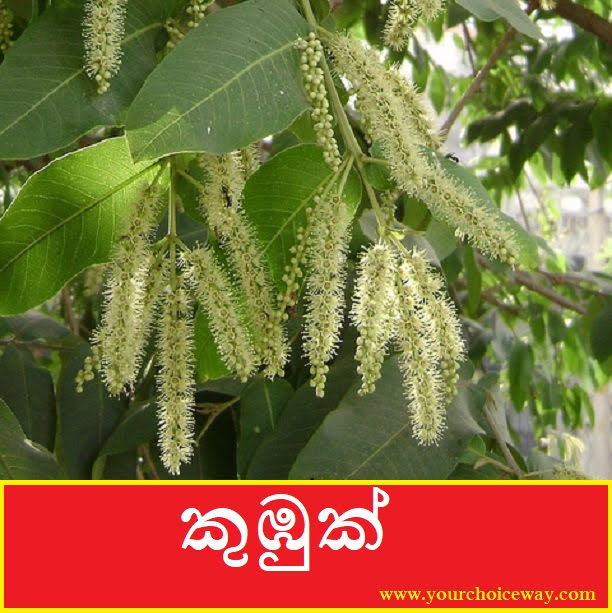 කුඹුක් (Kubuk - Terminalia Arjuna) - Your Choice Way