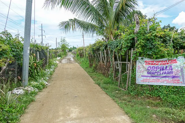 orpilla grape farm