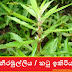 නීරමුල්ලිය / කටු ඉකිරිය (Neeramulliya / Katu Ikiriya- Hygrophila Schulli)