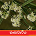 හාතවාරිය (Hatawariya - Asparagus Racemosus)