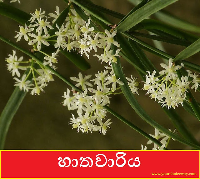 හාතවාරිය (Hatawariya - Asparagus Racemosus) - Your Choice Way