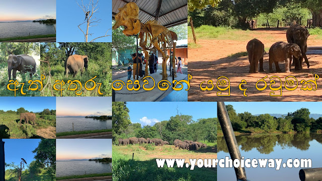 ඇත් අතුරු සෙවනේ යමු ද රවුමක් 🐘🐘🪴🌲 (Elephant Transit Home) - Your Choice Way