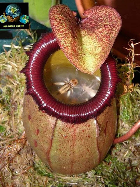 මාංශ භක්ෂක ශාක (Carnivorous Plants) - Your Choice Way