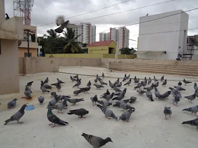 Hiker back home to feed his pigeons and look back at the crazy day at shivagange