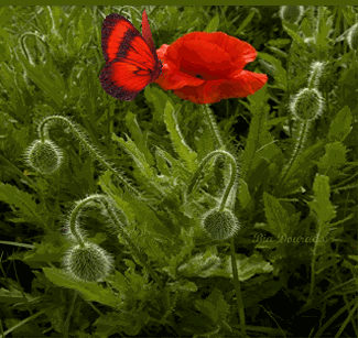 rosaborboverm.gif