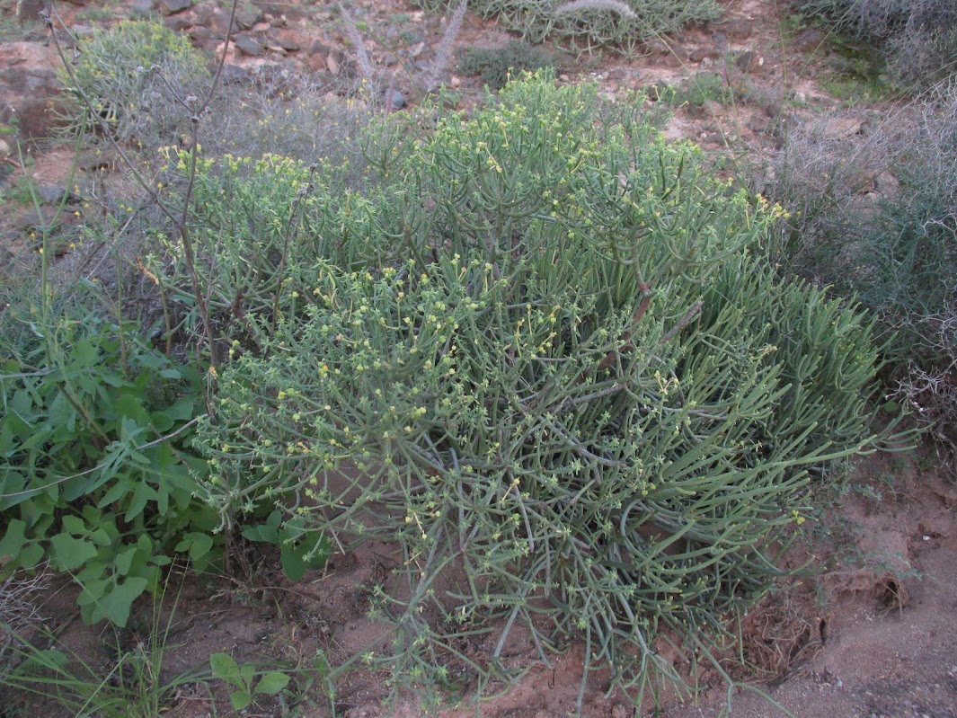 Euphorbia x marreroi