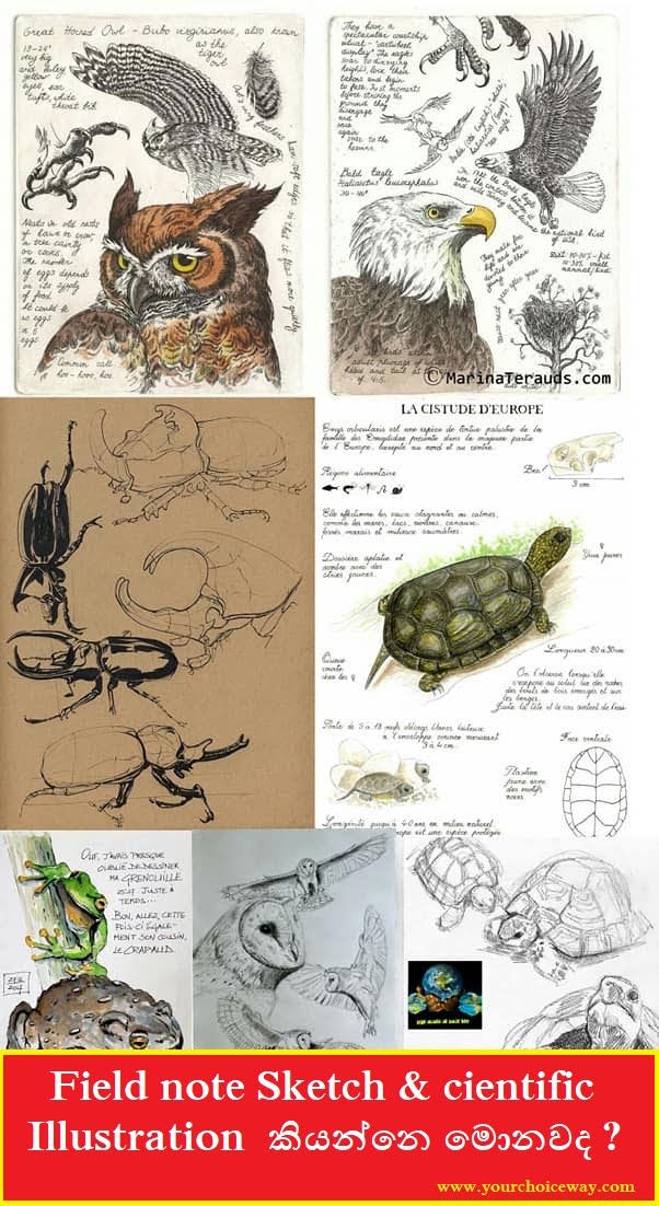 Field Note Sketch & Scientific Illustration  කියන්නෙ මොනවද - Your Choice Way