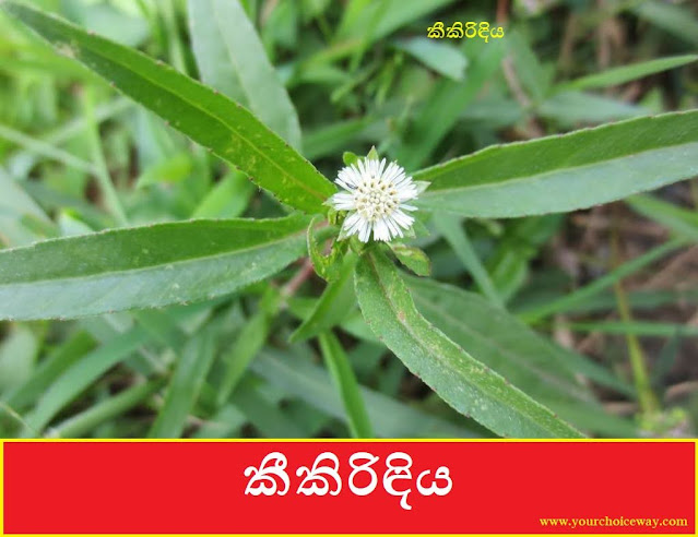 කීකිරිඳිය (Keekiridiya - Eclipta Prostrata) - Your Choice Way