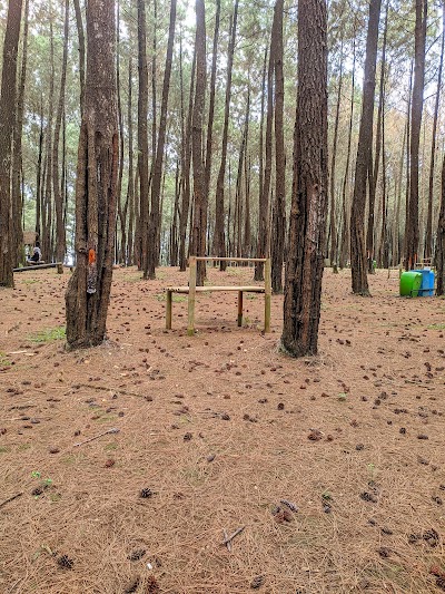 PANIISAN PINUS CIGORE