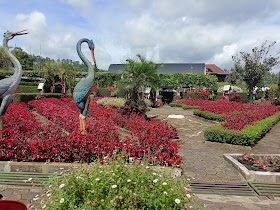 Menyepi dari Keramaian dan Menemukan Ketenangan di Taman Bunga Begonia Lembang