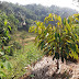 Melihat Tanaman Durian di Kebun Asaka Farm Karyasari Bogor