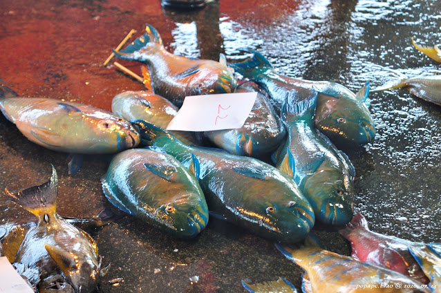 藍點鶯歌魚(青衣)