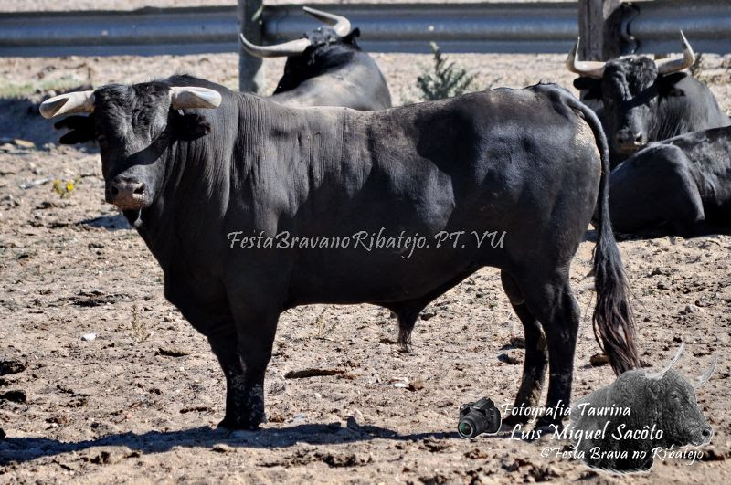  Toiros para as Largadas das Festas do Barrete Verde 2015 Alcochete