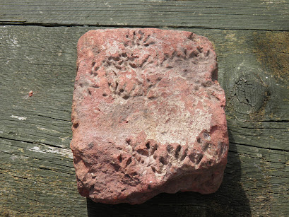 Hedgehog footprints in a hand made brick